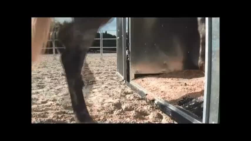 Hästtransporter  fordon & transport till salu: Fautras Provan- låg step-up=problemfri lastning - Video 3