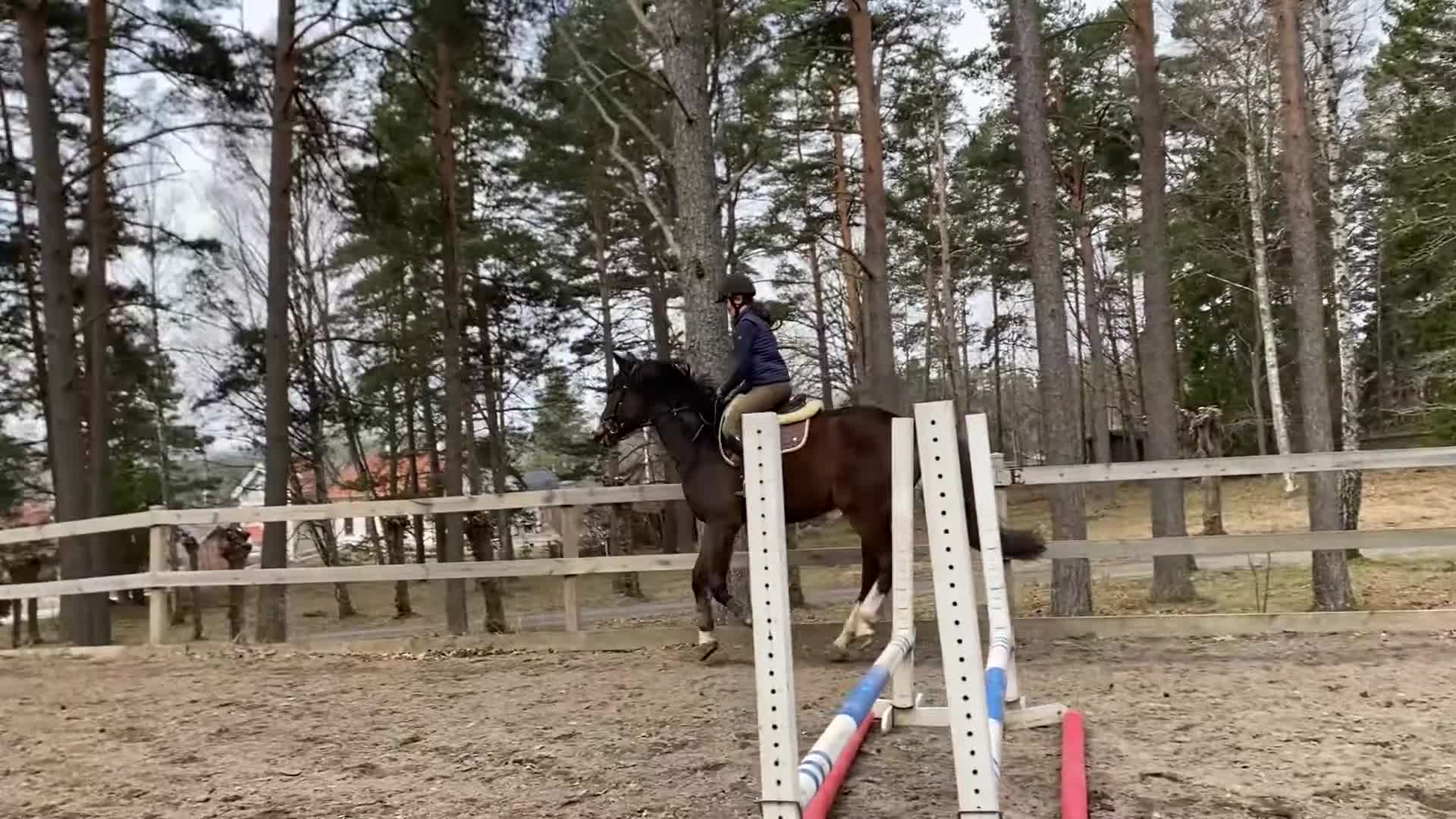 Hoppning hästar till salu: Härlig hopptalang med underbart temperament - Video 3