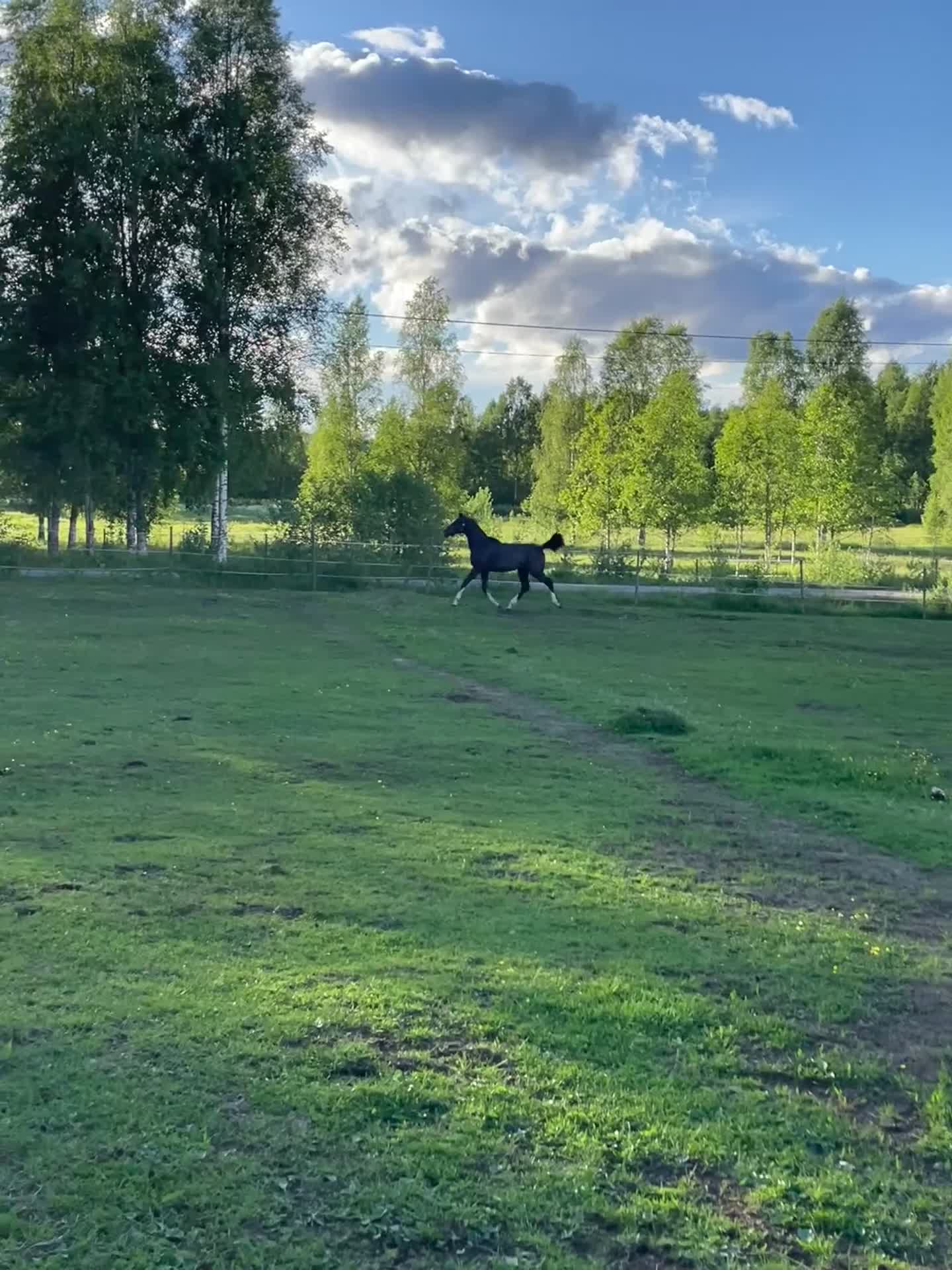 Hoppning hästar till salu: Snyggt SWB-sto -25 🌟 e. Special One - Cartier - Video 2