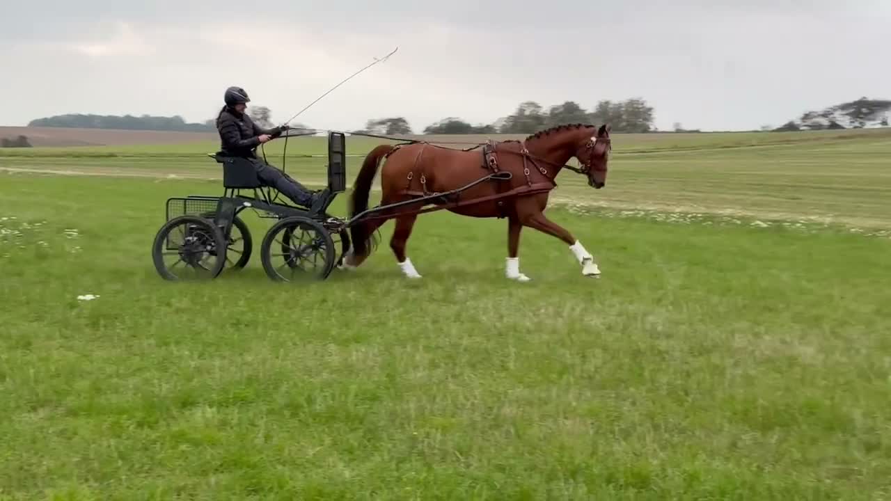 Dressyr hästar till salu: Häst med unikt temperament  i Flyinge - Video 4