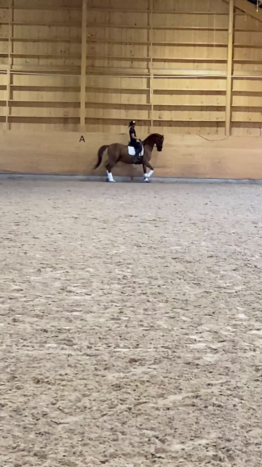 Dressyr hästar till salu: Läromästare U25 GP-häst med mästerskapsmeriter i Uppsala - Video 2