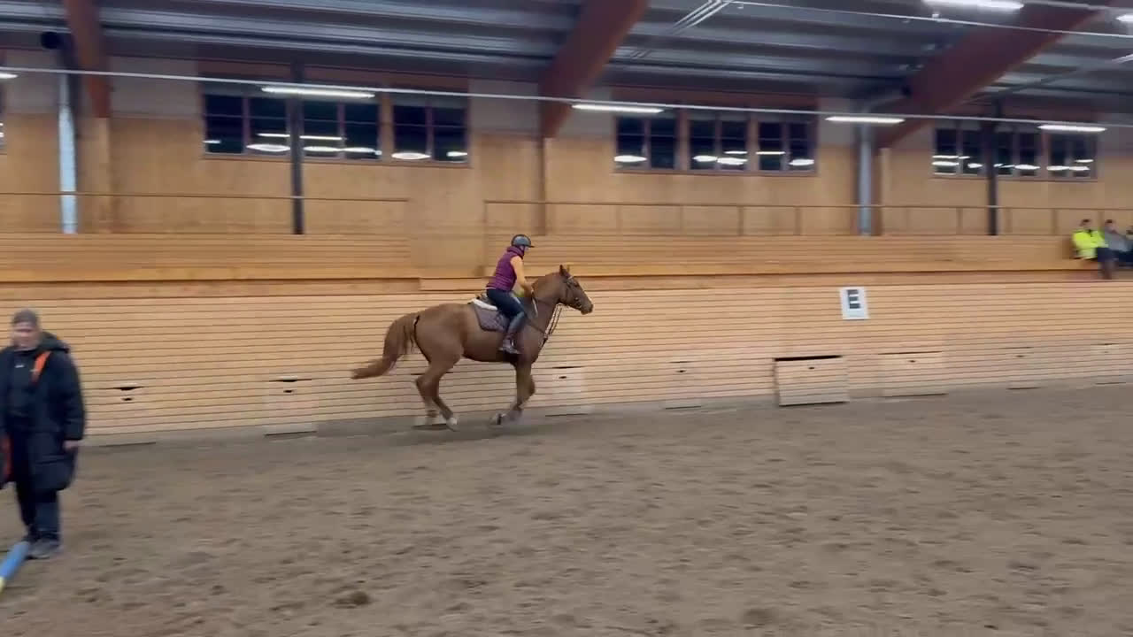Hoppning hästar till salu: Lovande häst för dig med kunskap och tid  - Video 1