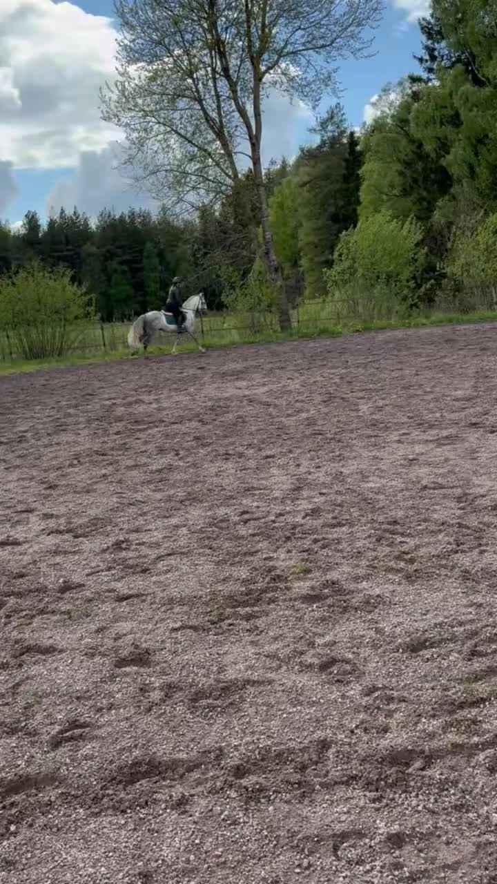 Allround hästar till salu: Fin allround ponny - Video 3