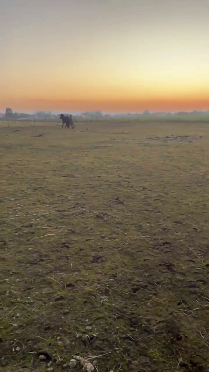 Island hästar till salu: Teitur från Rönnehill, född 2024, hingst!  i Blentarp - Video 1