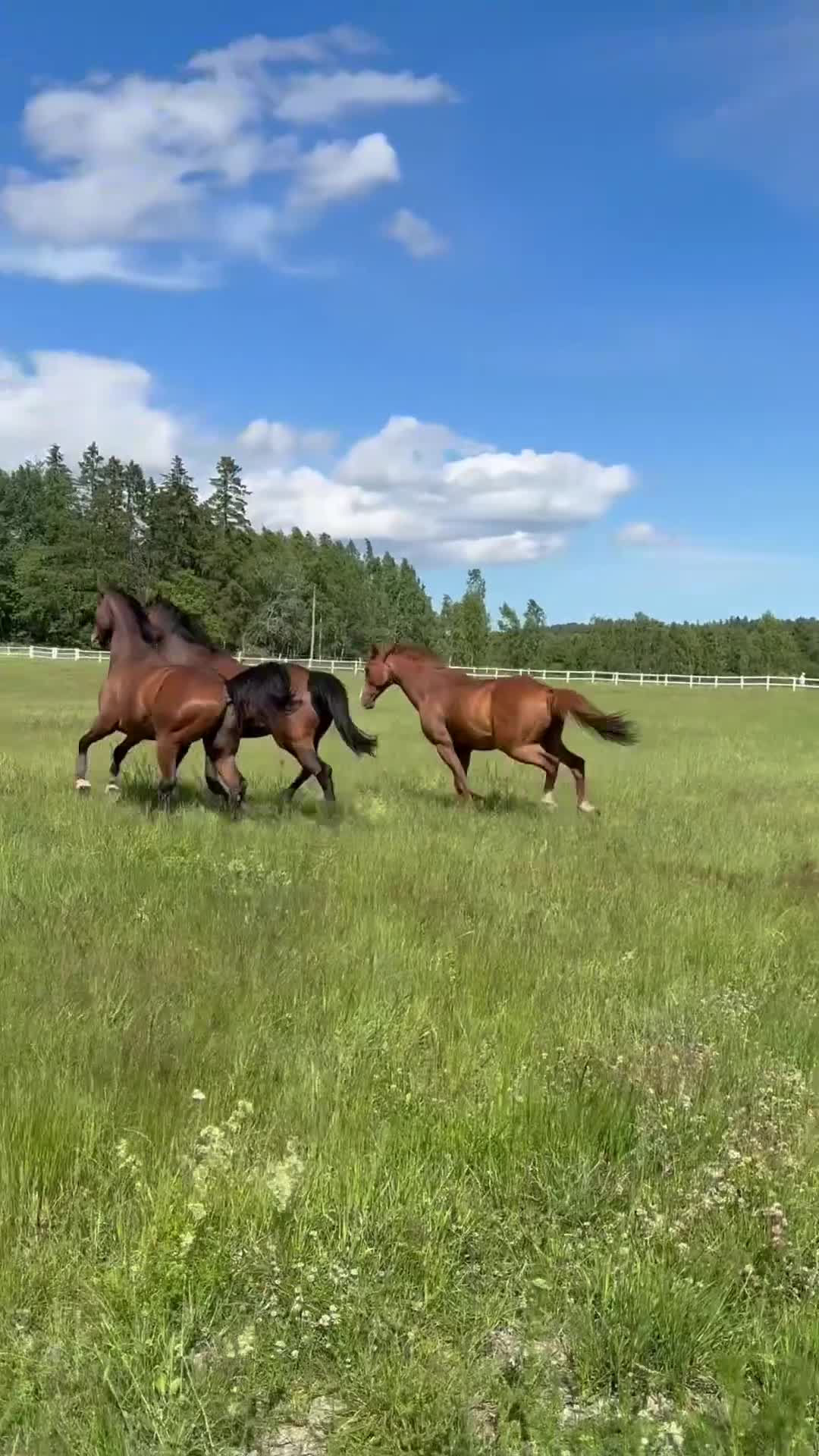 Allround hästar till salu: Nallebjörn med hjärta av guld söker ny bästis - Video 3