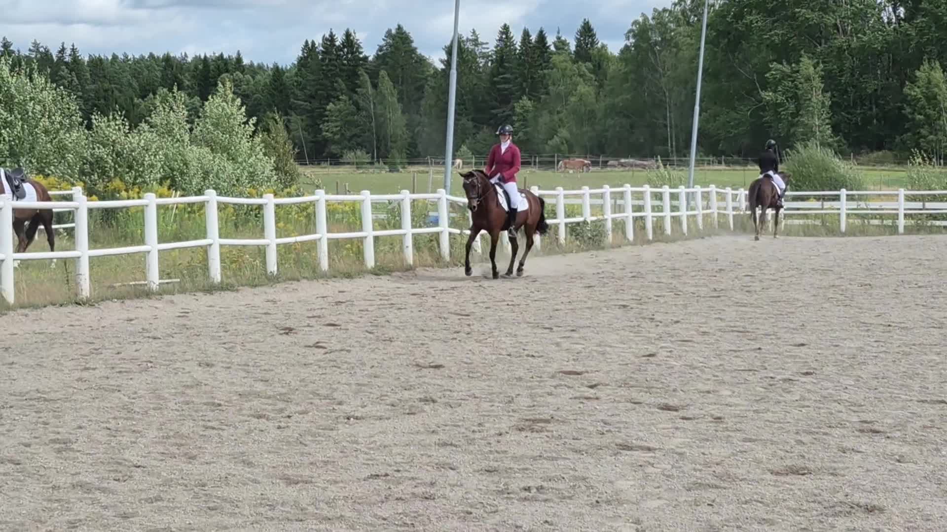 Allround hästar till salu: Bästa kompis eller tävlingsponny - Video 5