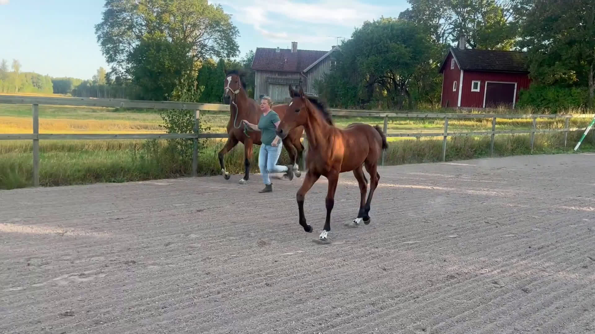 Hoppning hästar till salu: Prissänkt! Trevligt stoföl i Väring - Video 1