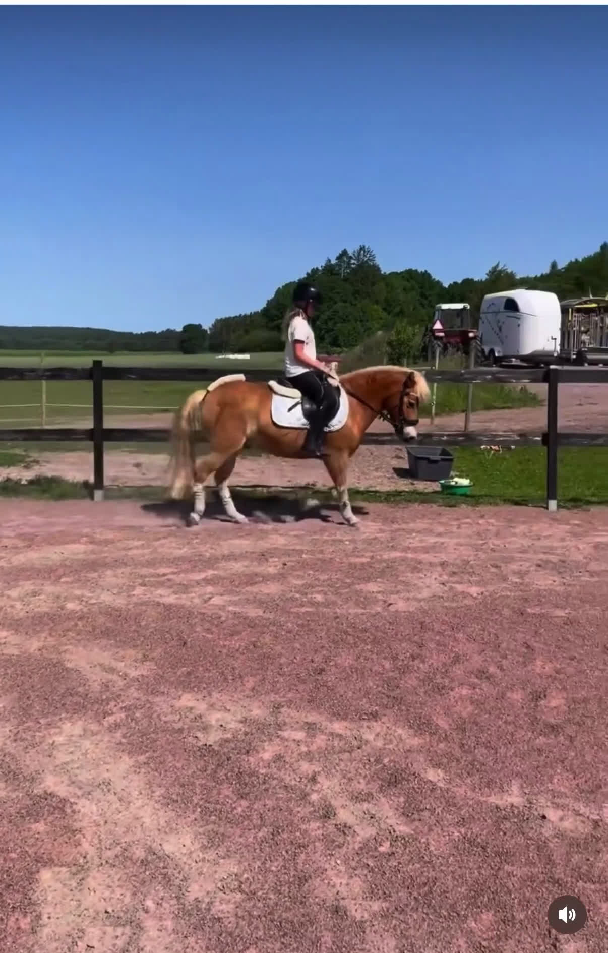 Körning hästar till salu: läromästare söker nytt kärleksfullt hem  i Näsum - Video 3