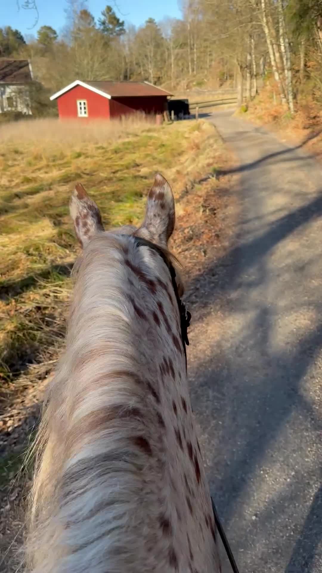 Övrigt hästar till salu: Lugn, trygg 11-årig skogsmulle - Video 3