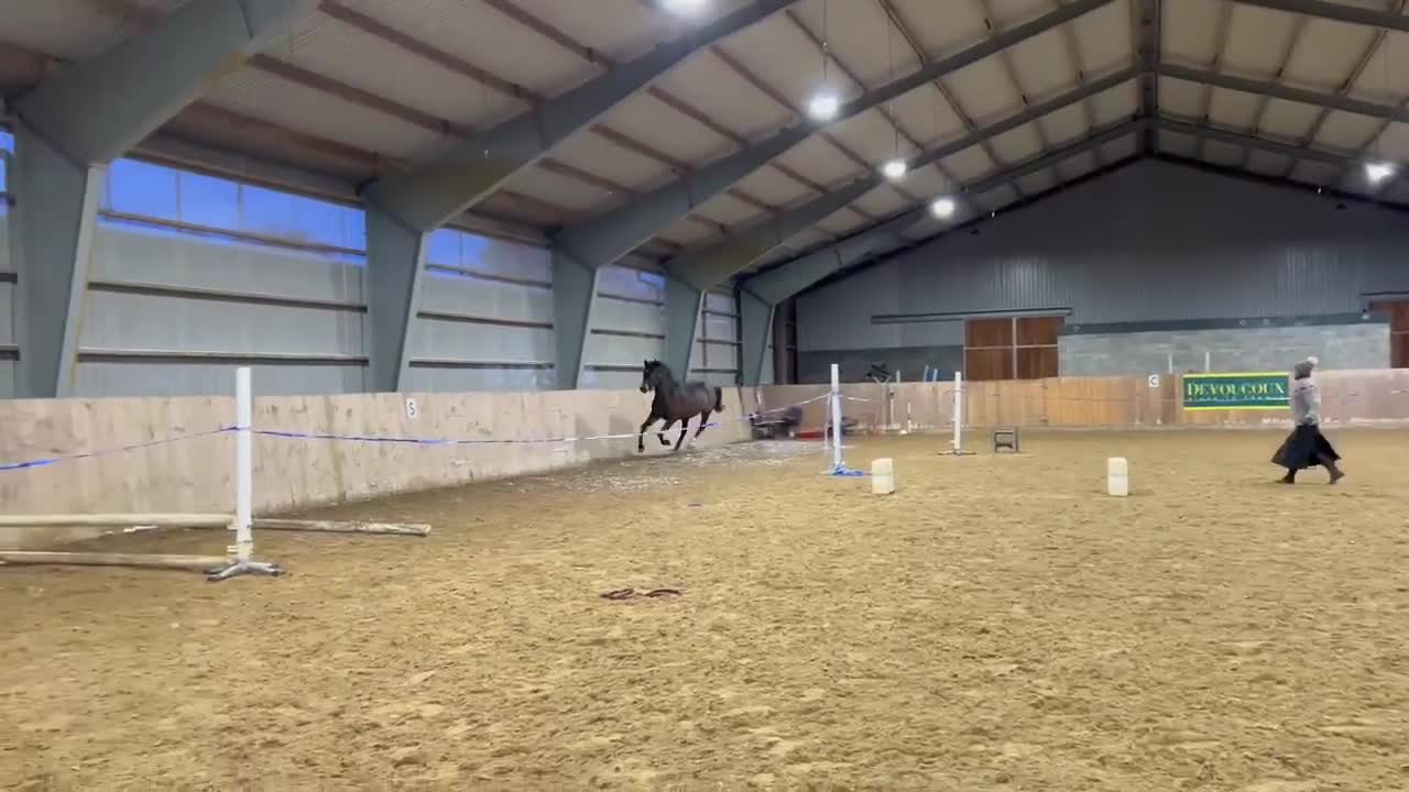 Hoppning hästar till salu: Lovande 4-åring e: Cornetto du Lys PS - Video 4