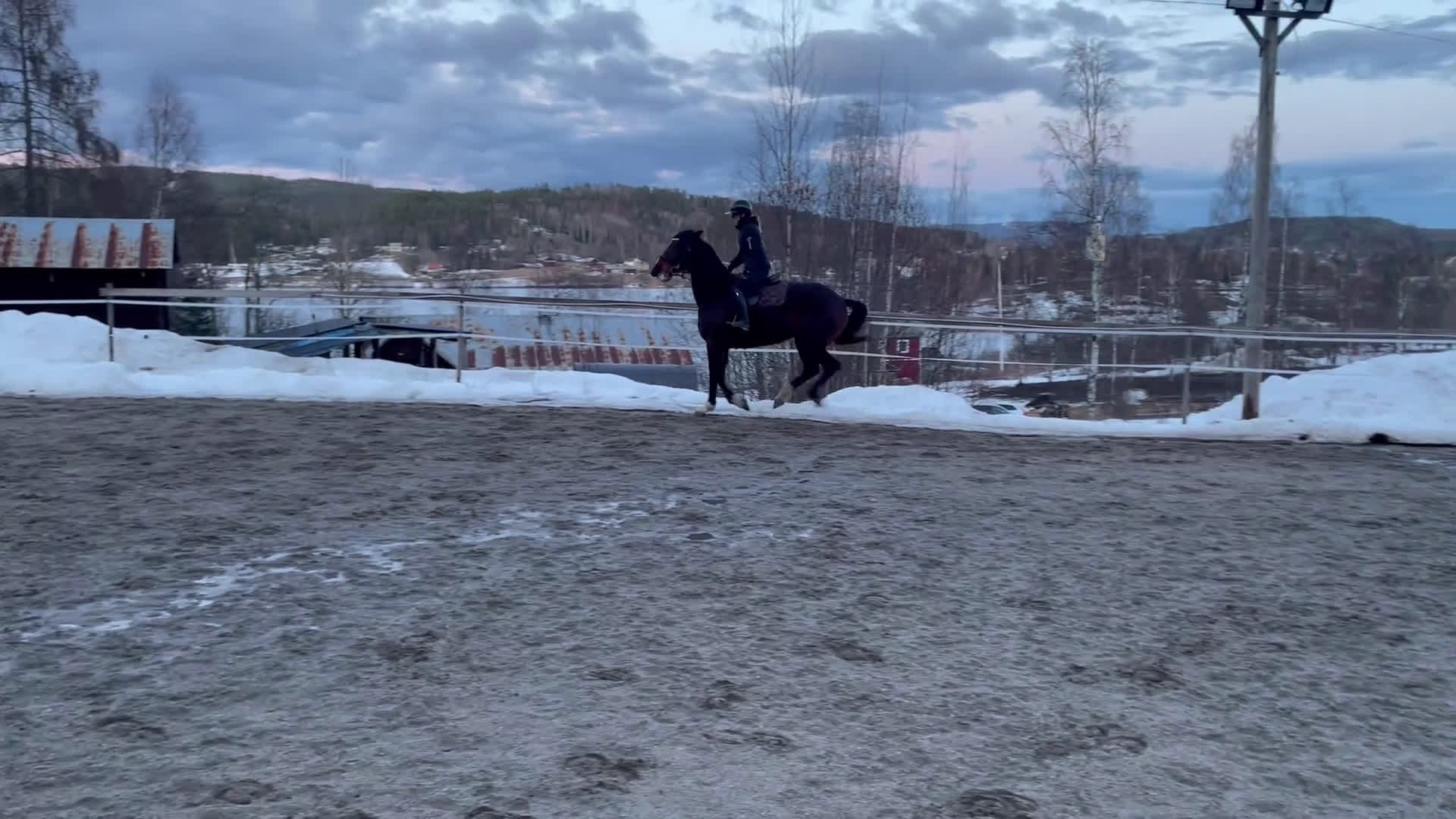 Allround hästar till salu: Fin ridtravare - Video 2