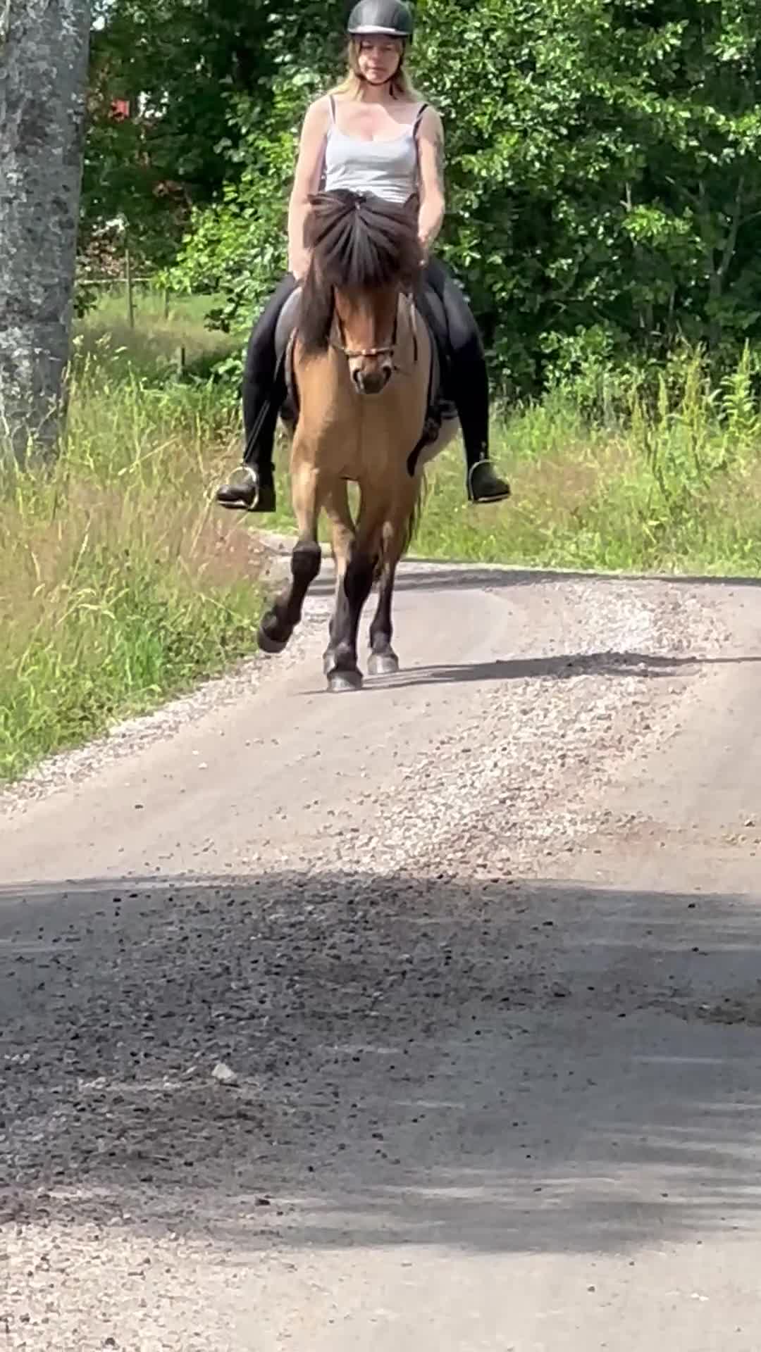 Island hästar till salu: En stjärna som letar efter sin ryttare 🌟 i Hamneda - Video 4