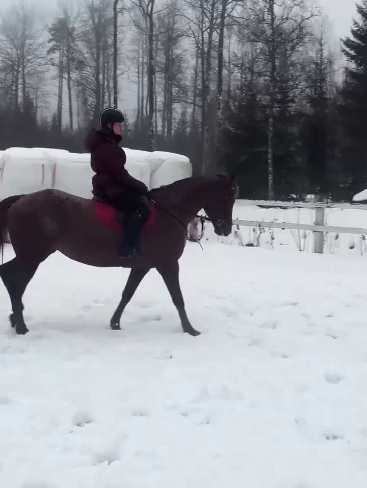 Allround hästar till salu: Trevligt Appaloosa sto i Sävsjö - Video 3