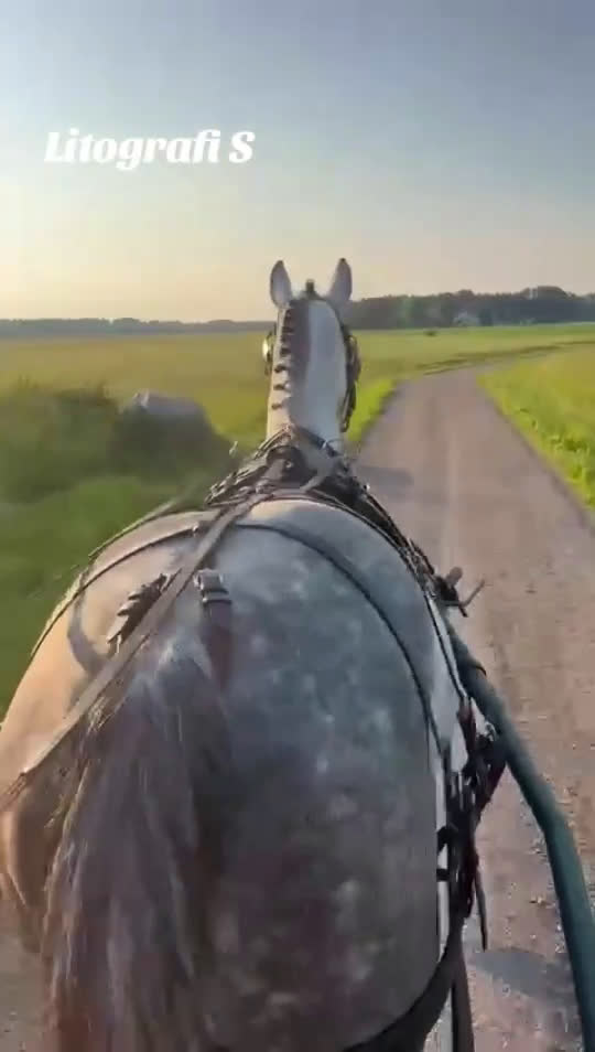 Hoppning hästar till salu: Sto -18 e. Kannatol inkörd multitalang  i Skärplinge - Video 2