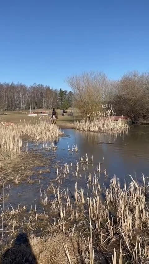 Dressyr hästar till salu: Världens bästa barnponny/förstaponny - Video 2