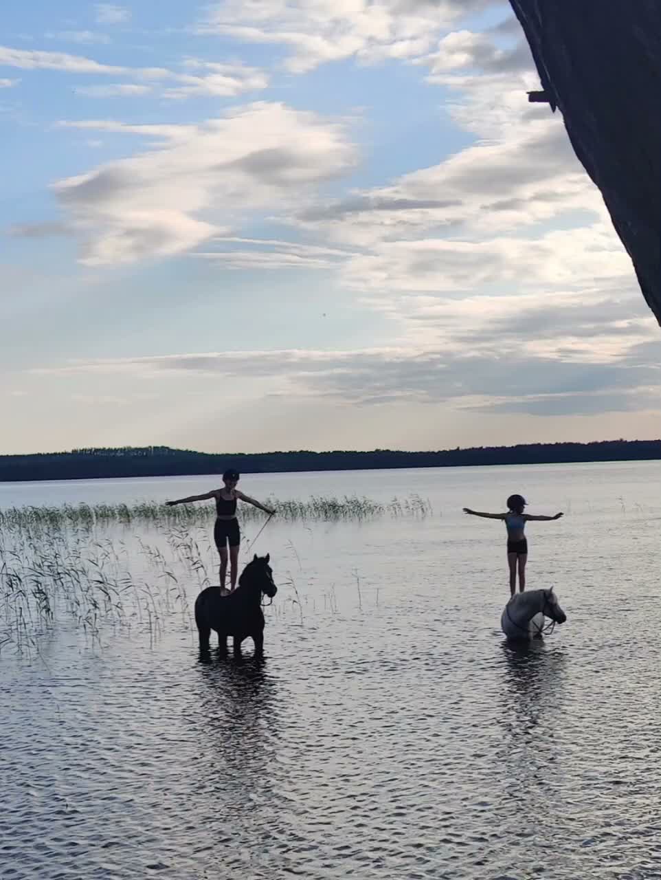 Hoppning hästar till salu: New Forest pony stallion, Horshaka Mighty Don - Video 1