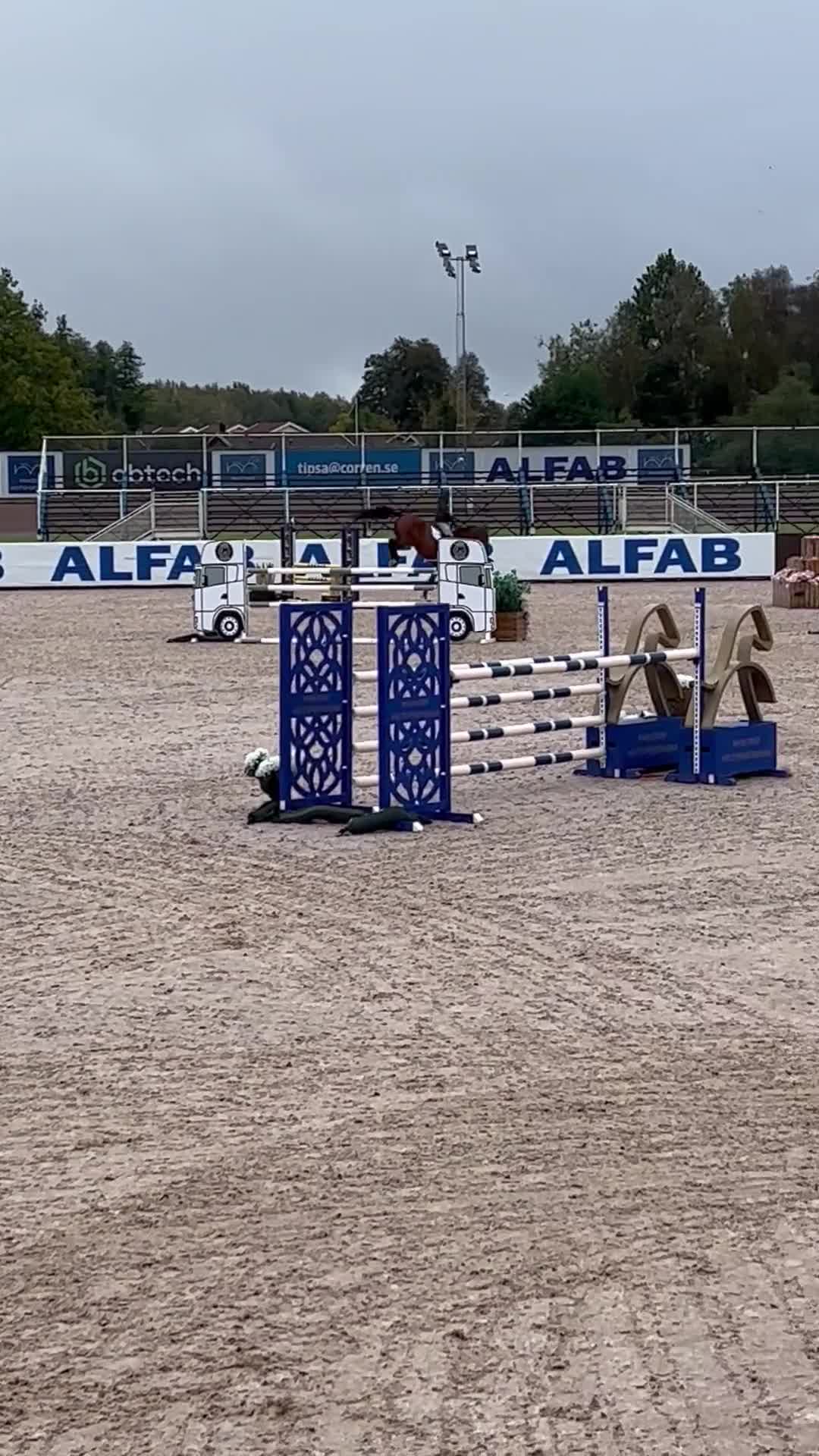 Hoppning hästar till salu: Jättefin häst till ett jättebra pris!  - Video 2