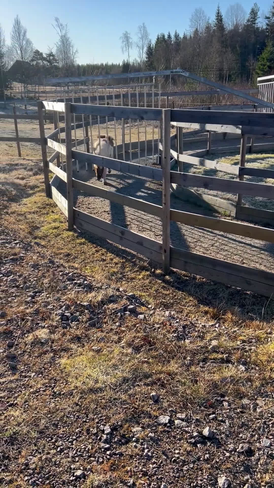 Allround hästar till salu: Våran fina Chimi till salu  - Video 1