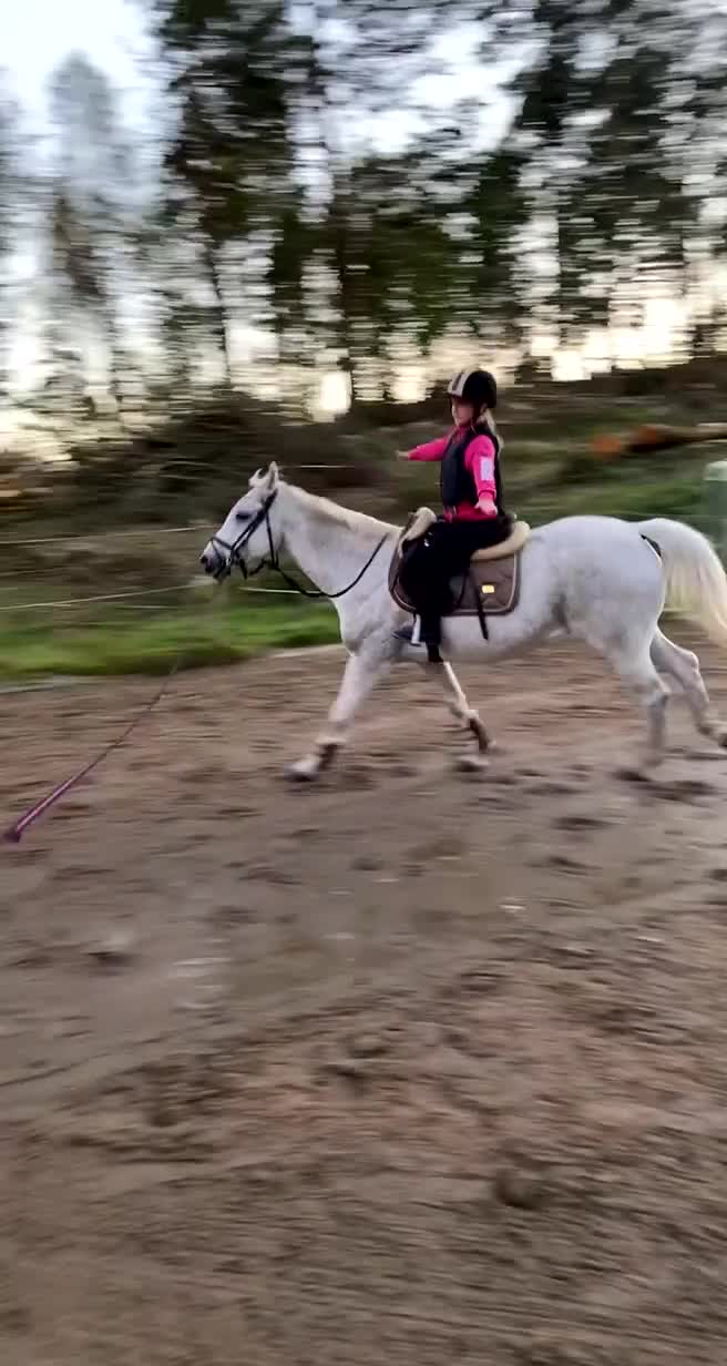Allround hästar till salu: Världens bästa läromästare eller sällskap - Video 1