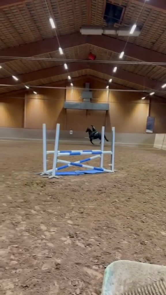 Allround hästar till salu: Vackert sto till ridning eller avel i Orsa - Video 3