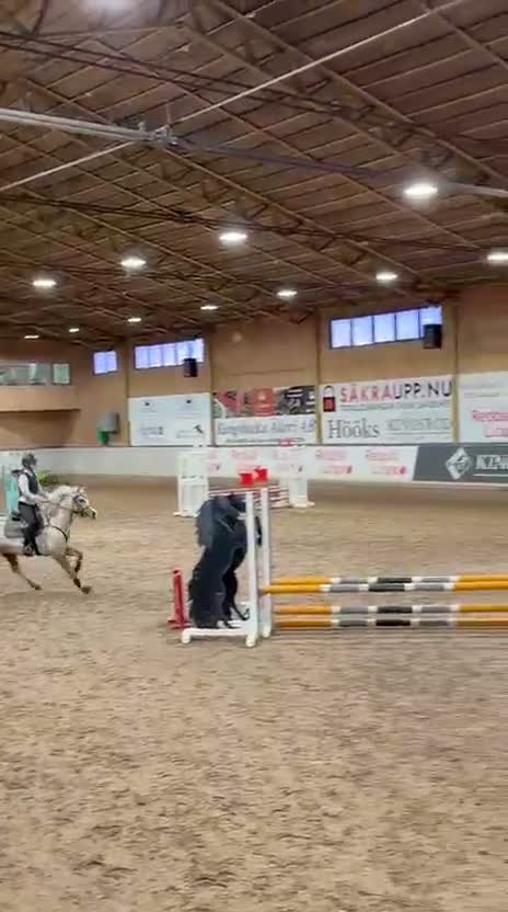 Allround hästar till salu: Supertrevlig allroundponny! 🌟 - Video 3