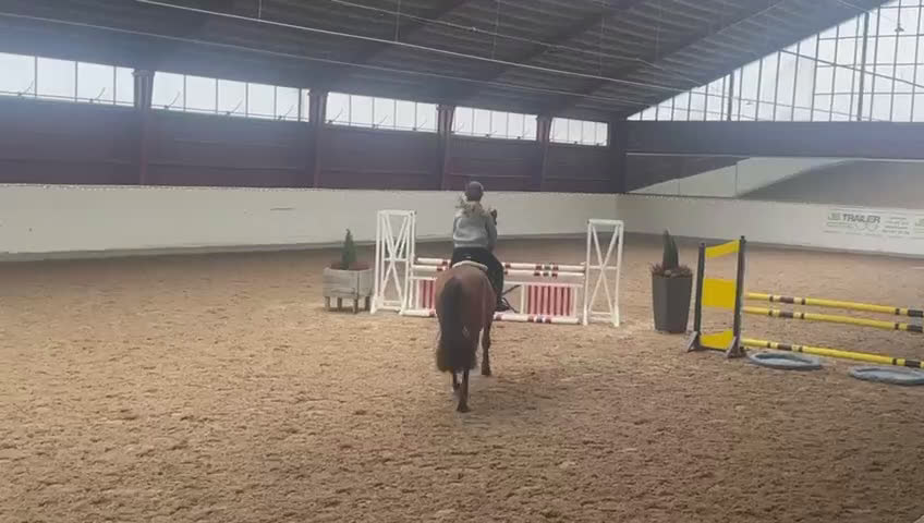 Hoppning hästar till salu: Lovande hopphäst för framtiden!  i Harplinge - Video 2