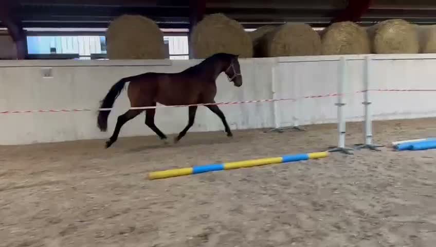 Hoppning hästar till salu: Påbörjad inhoppning framtida kvalitetshäst i Laholm - Video 3