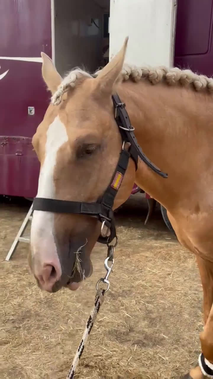 Working Equitation hästar till salu: Välskolad kvalitets PSLusitano  i Halmstad - Video 2