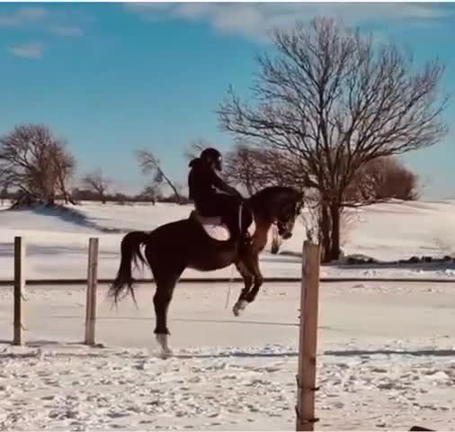  foderhäst finnes: Utlåning ev senare köp i Onslunda - Video 2