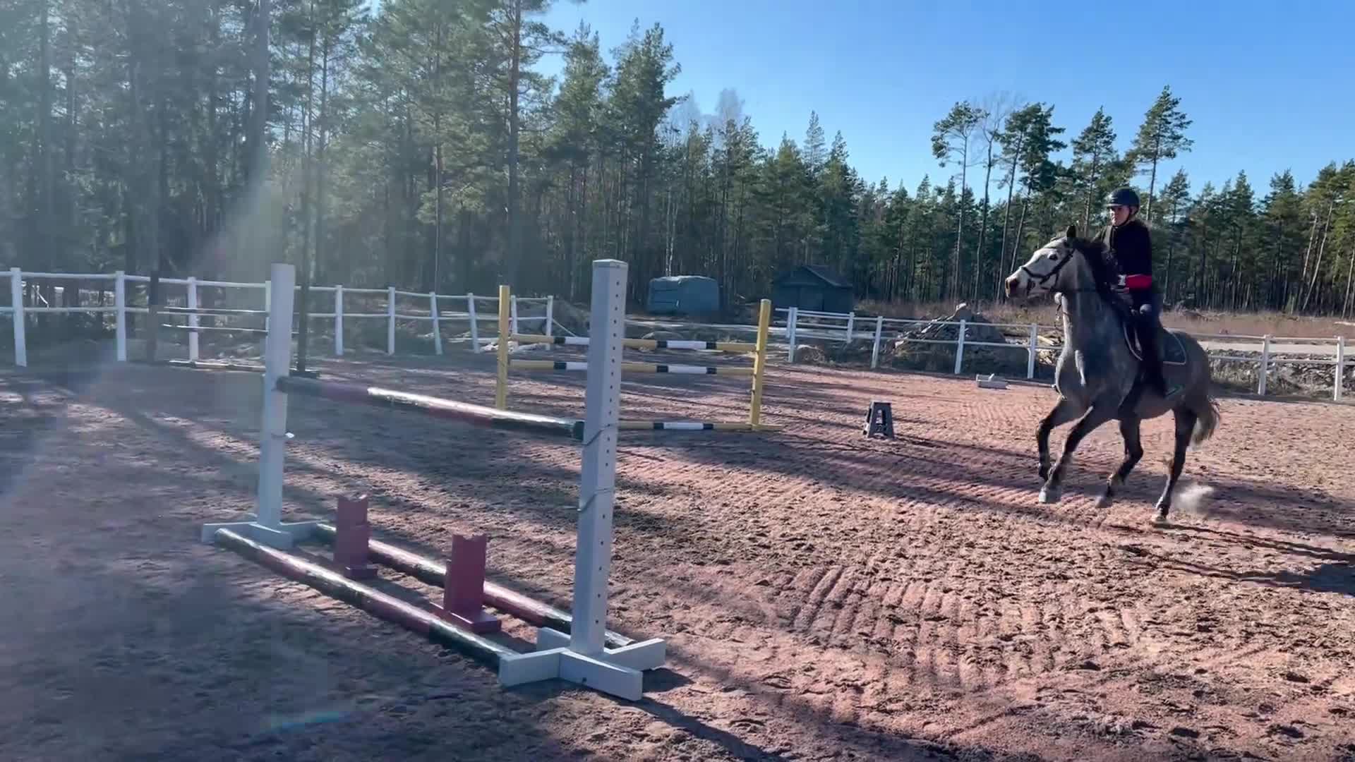 Hoppning hästar till salu: Ett Sto som syns i mängden - Video 4