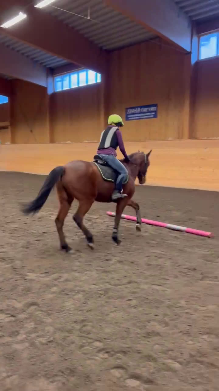 Allround hästar till salu: Fin kille söker nytt hem  - Video 4