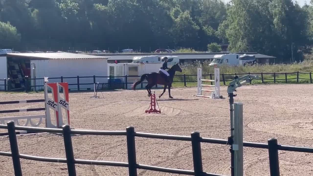 Hoppning hästar till salu: Tävlingshäst och snyggt selektionssto - Video 3
