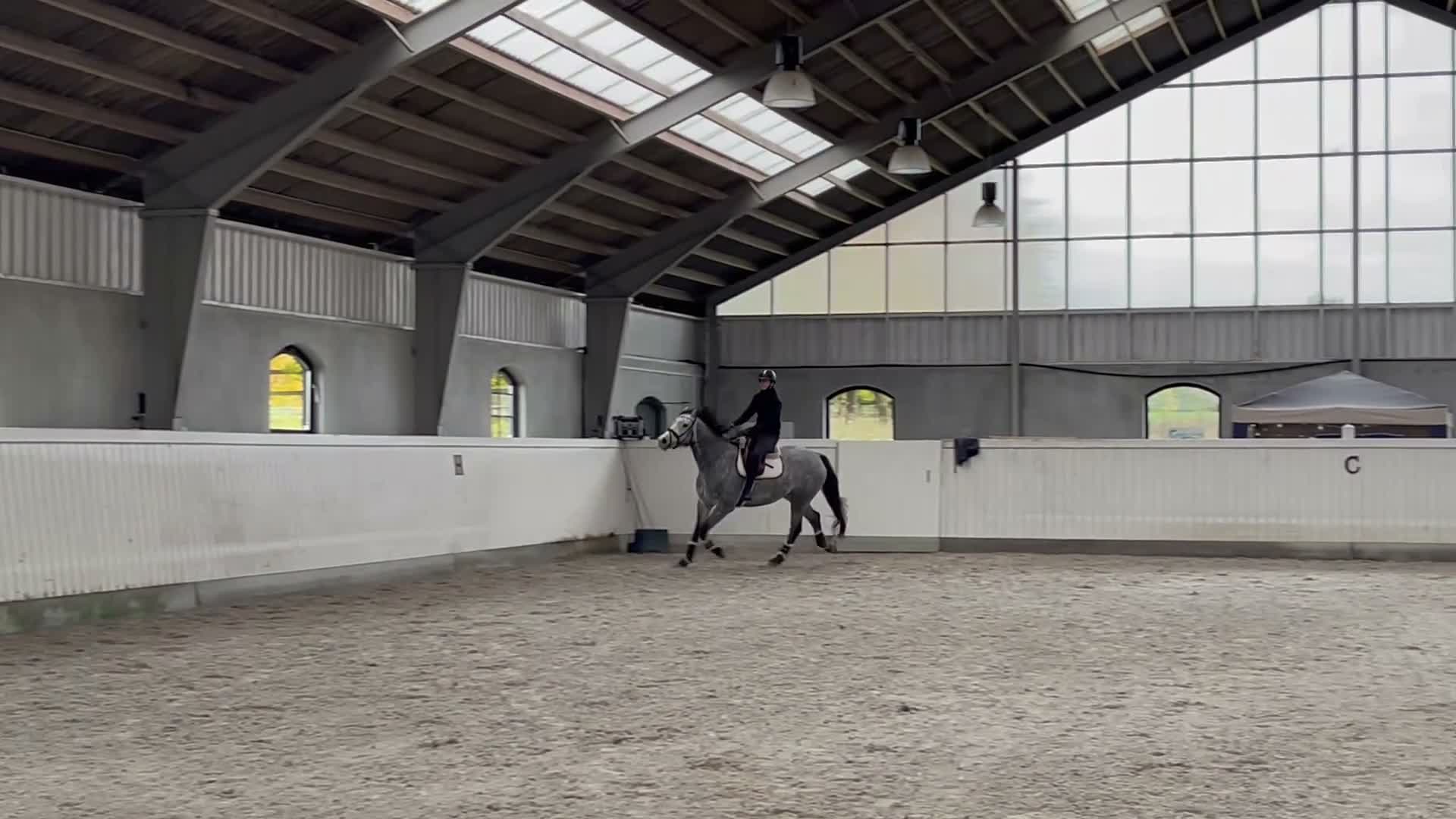 Allround hästar till salu: Vacker häst besiktigad UA - Video 1