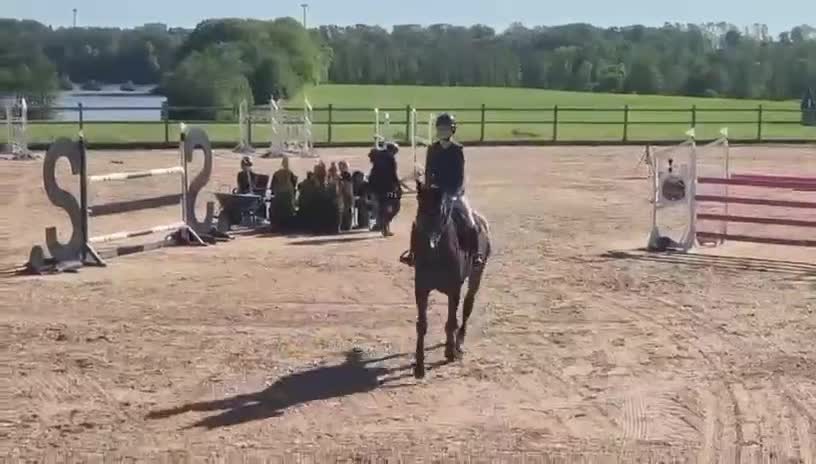 Hoppning hästar till salu: Snabb, snäll och en fantastisk läromästare! - Video 1
