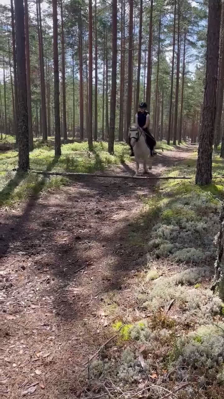 Allround hästar till salu: Gångartschampion  - Video 3