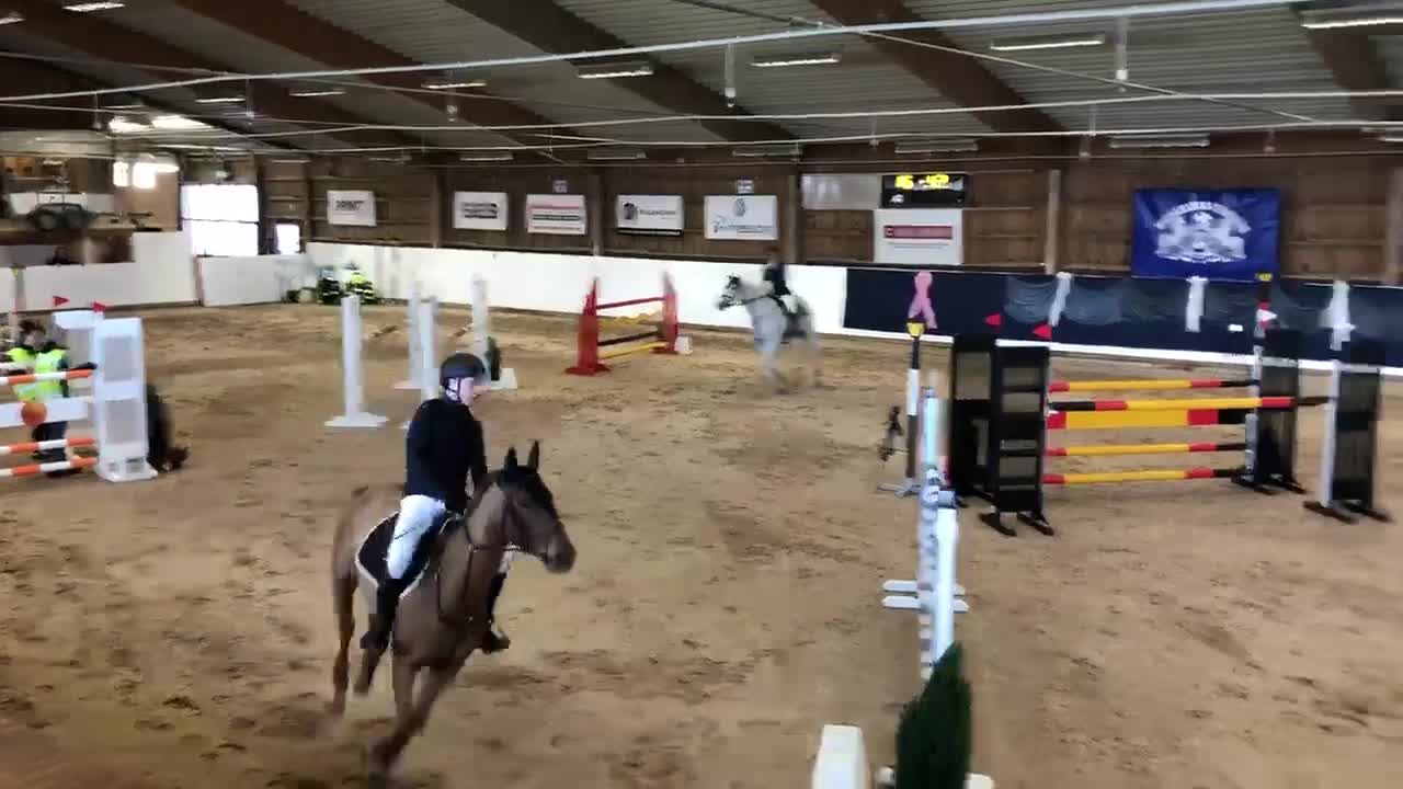 Hoppning hästar till salu: Trevligt sto söker nytt hem - Video 3