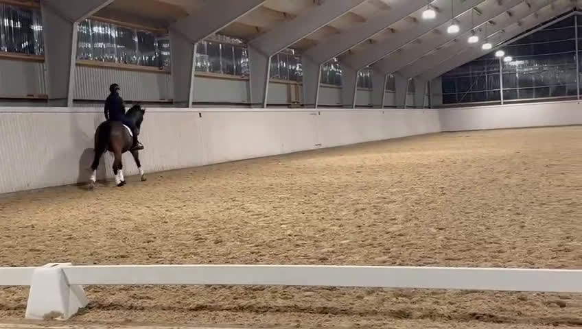 Dressyr hästar till salu: Sto med massor av kapacitet - Video 3