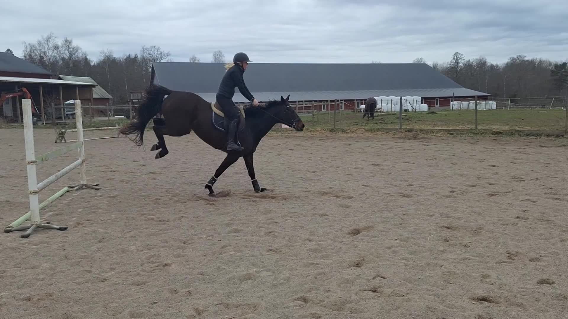 Allround hästar till salu: Roligt allround sto - Video 1