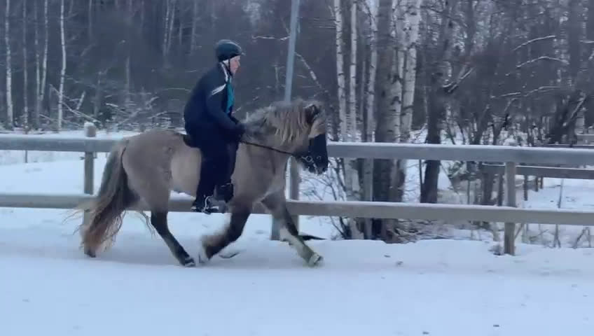 Island hästar till salu: Arbetsvilligt sto med fina gångarter i Hamrångefjärden - Video 2