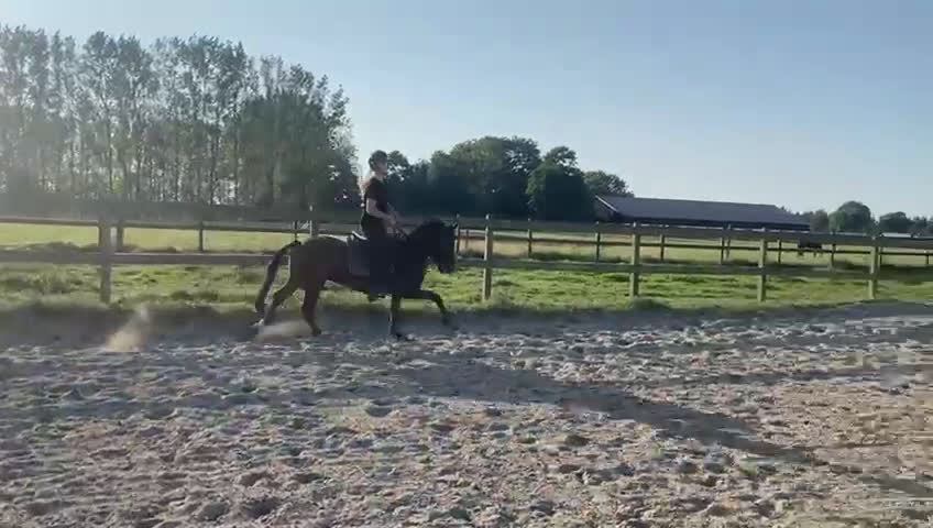 Hoppning hästar till salu: Romeo’s Karl Smart i Roskilde - Video 2