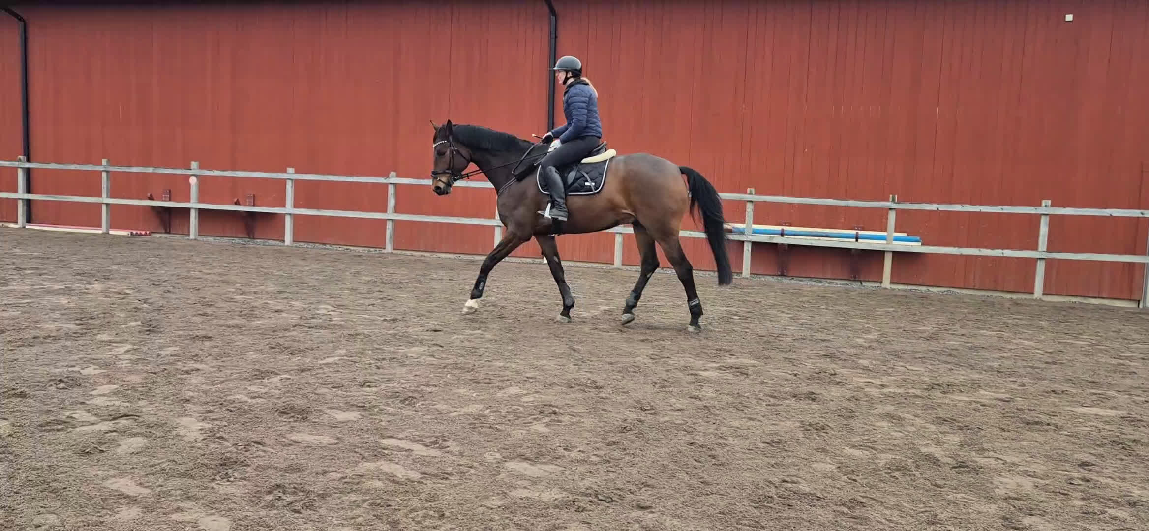 Allround hästar till salu: Trevlig & personlig kille - Video 2