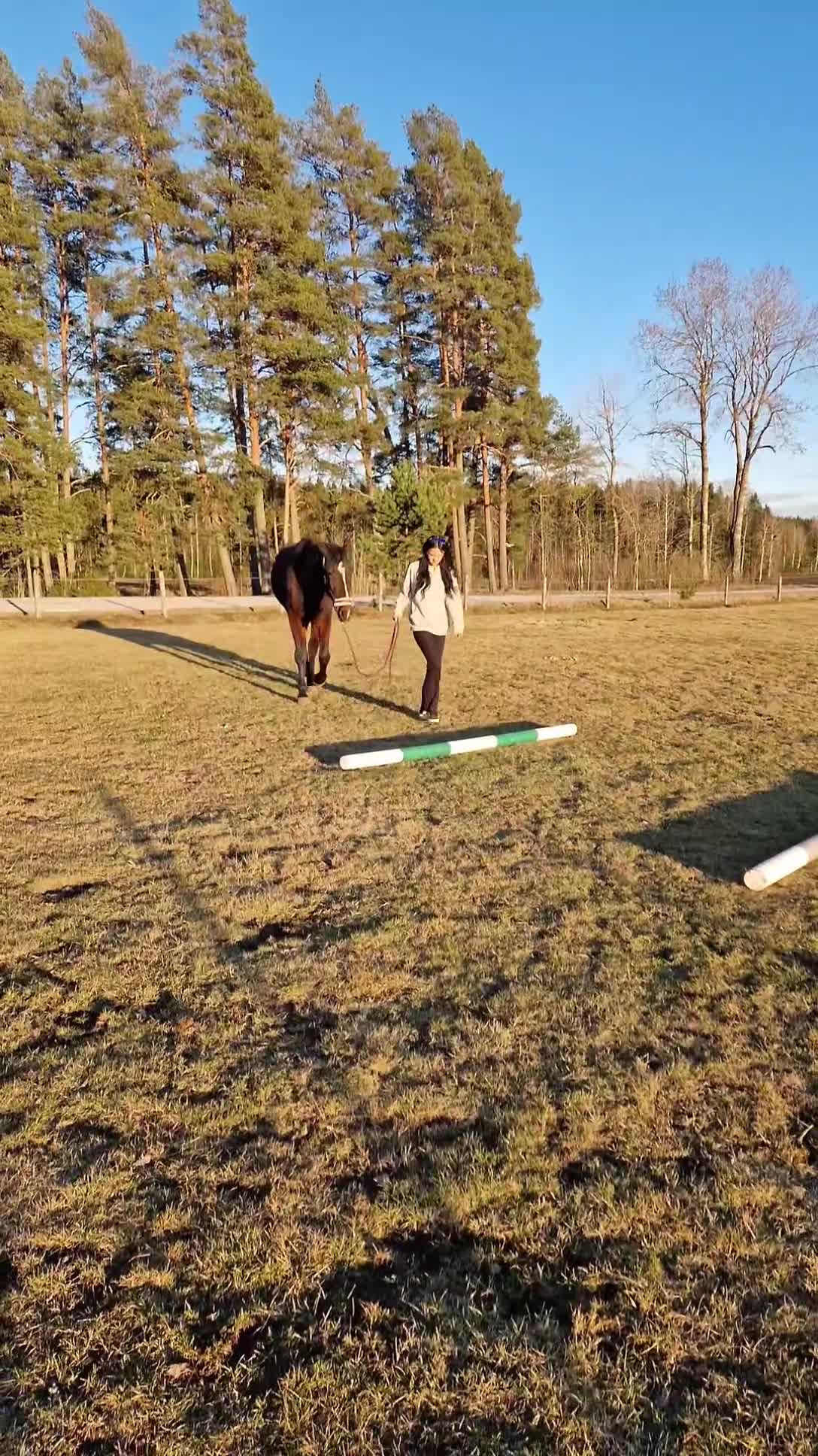  foderhäst finnes: Kärleksfull kille i Kil - Video 3