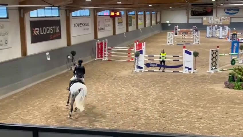 Allround hästar till salu: Snygg, snäll och lyxig allroundhäst. - Video 1