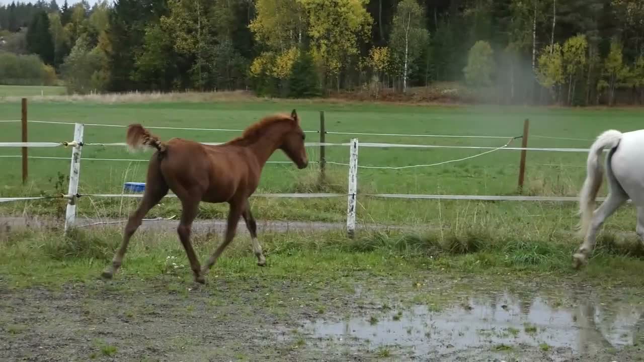 Allround hästar till salu: Zackaros - söt som socker - Video 2