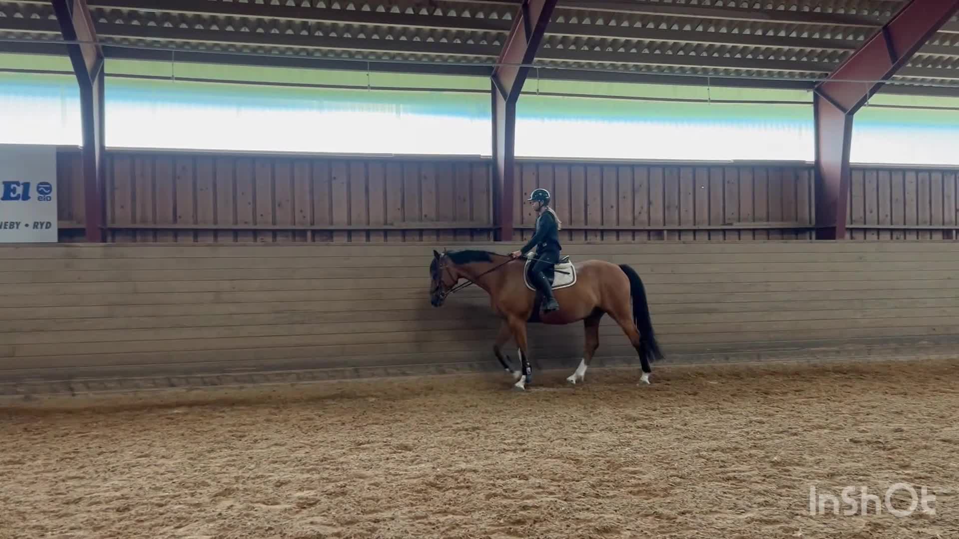 Allround hästar till salu: Till dig som vill ha en bästa vän - Video 3