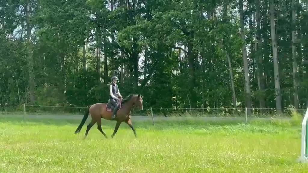 Hoppning hästar till salu: Snygg valack söker ny ryttare - Video 3