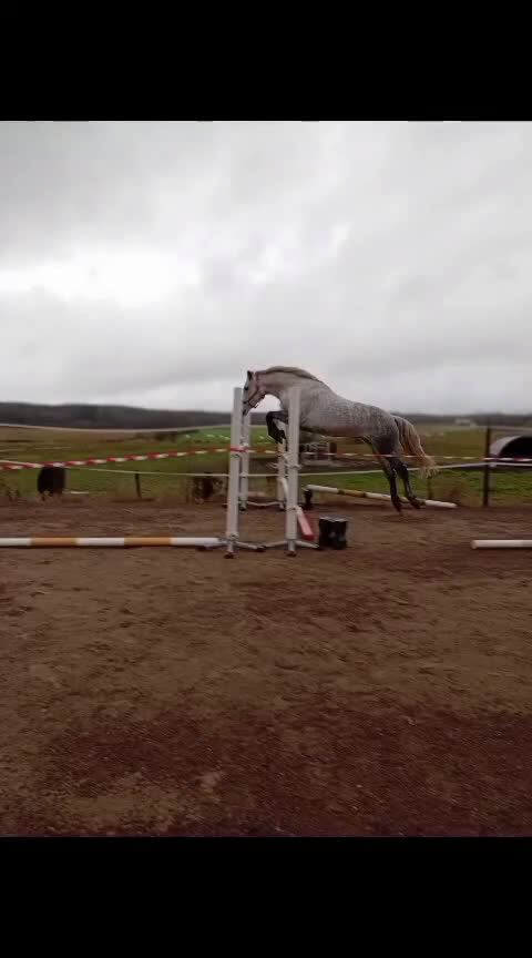 Hoppning hästar till salu: Connemara sto 4 år i Karlstad - Video 4