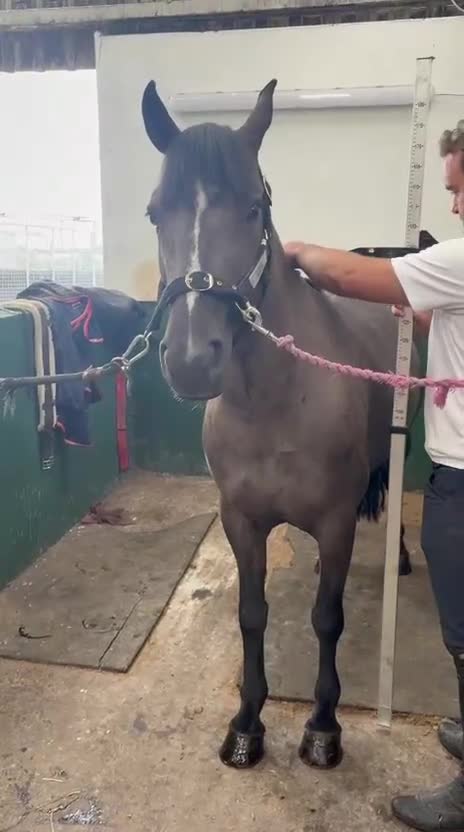 Hoppning hästar till salu: Ljuvlig C Ponny 🌸 - Video 3