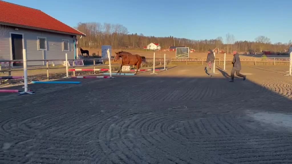 Hoppning hästar till salu: Trevlig 4årig valack - Video 1