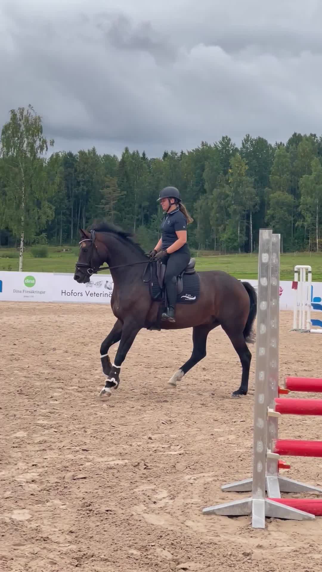 Dressyr hästar till salu: Snäll och utvecklingsbar valack - Video 3